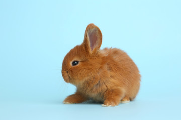 Adorable fluffy bunny on light blue background. Easter symbol