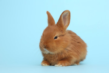 Adorable fluffy bunny on light blue background. Easter symbol