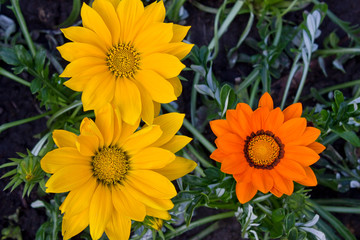 Fototapeta na wymiar yellow and orange gerbera close-up on a flowerbed in the garden