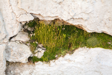 moss in the cracks