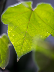 Isolated close up of a young green leaf lit up from behind- Israel