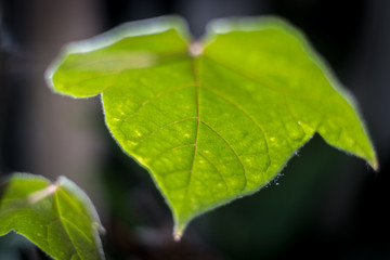 Isolated close up of a young green leaf lit up from behind- Israel