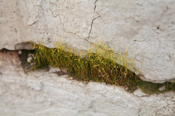 moss in the cracks