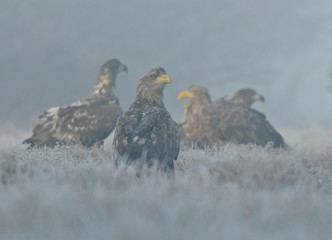 The white-tailed eagle Haliaeetus albicilla