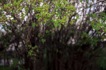 Fototapeta premium кусты цветущие flowering bushes 