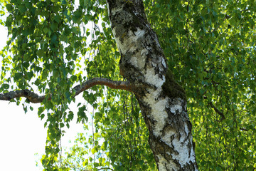 Fototapeta na wymiar The trunk of a birch on a background of foliage