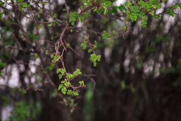 кусты цветущие
flowering bushes 