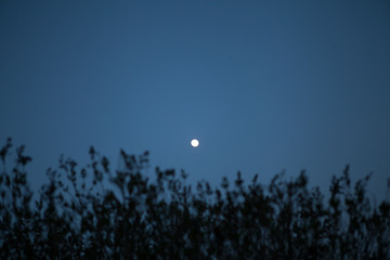 деревья trees at night
