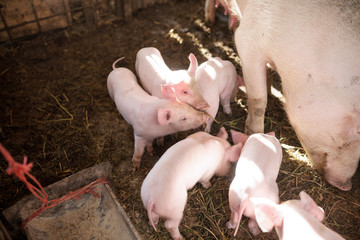 Young pigs on a farm. Group of pigs on the farm. pigs on a farm in the farm eat food