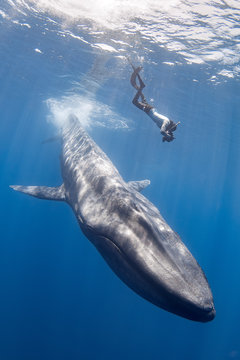Freediver photographer with the blue whale
