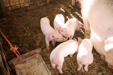young pigs on a farm. fattening pig on the farm