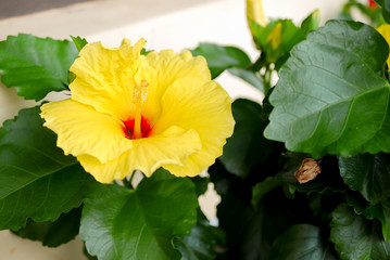 yellow hibiscus flower in the garden