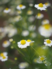一面に咲くカモミール