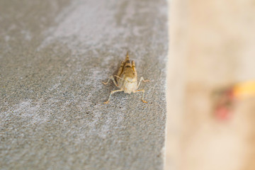 A  large desert locust sitting on a wall