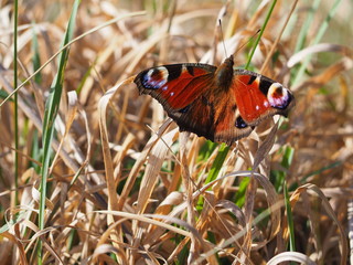 OLYMPUS DIGITAL CAMERA © Lucy