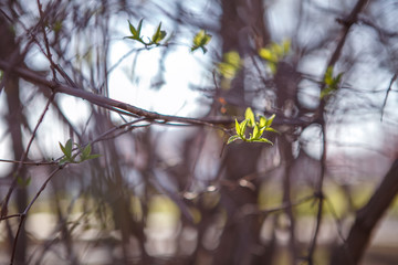 Flowering trees, leaves, spring Цветущие деревья , листья, весна