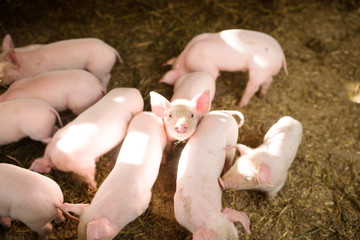 Young pigs on a farm. Group of pigs on the farm. pigs on a farm in the farm eat food