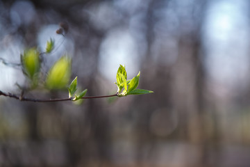 Flowering trees, leaves, spring Цветущие деревья , листья, весна