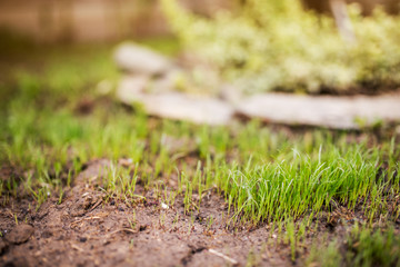 Close up green grass field with blur park background
