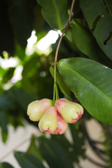 Obraz premium unripe rose apple on a rose apple tree