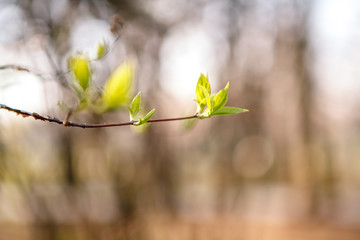 Flowering trees, leaves, spring Цветущие деревья , листья, весна