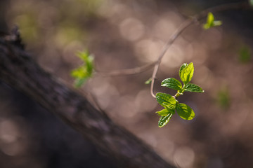 Flowering trees, leaves, spring Цветущие деревья , листья, весна