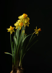 Yellow daffodils with green stems and leaves close up, flower bulbs on black background