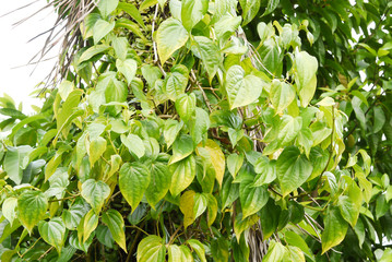 Betel leaf is very useful for health, can also be used as a traditional herb and medicine.