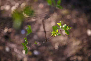 Flowering trees, leaves, spring Цветущие деревья , листья, весна