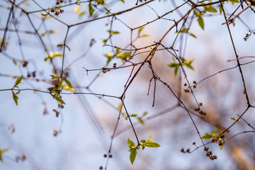 Flowering trees, leaves, spring Цветущие деревья , листья, весна