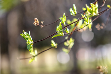 Flowering trees, leaves, spring Цветущие деревья , листья, весна