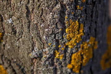 
texture lime bark with fungus