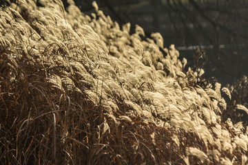 Reed inflorescences lit by the sun in the park. Dark background. For the site about autumn, parks, health, plants, travel, art.