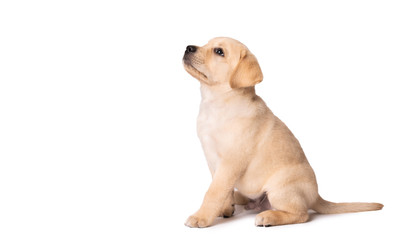 Adorable labrador puppy sitting on a white background