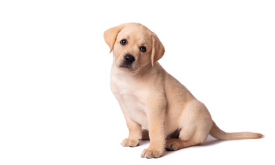 Adorable labrador puppy sitting on a white background