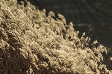 Reed inflorescences lit by the sun in the park. Dark background. For the site about autumn, parks, health, plants, travel, art.