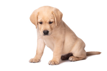 Adorable labrador puppy sitting on a white background