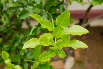 Kaffir lime leaf on trees