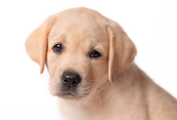 Cute labrador puppy head photo over a white background