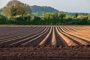 Freshly ploughed field in the evening sun.