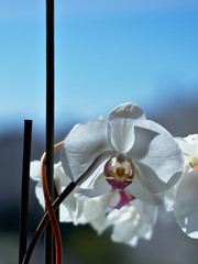 Phalaenopsis white moth orchid flowers in a pot. A shallow depth of field and an out of focus blue sky.