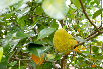 Fresh jackfruit tree and their leaf in background. young Jackfruits. In the garden