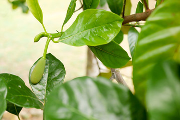 Fresh jackfruit tree and their leaf in background. young Jackfruits.In the garden