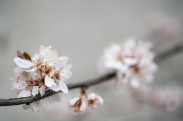 A branch of cherry blossom without leaves on a gray background. Banner, space for text.