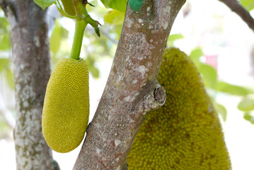 Fresh jackfruit tree and their leaf in background. young Jackfruits. In the garden