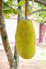 Fresh jackfruit tree and their leaf in background. young Jackfruits.In the garden