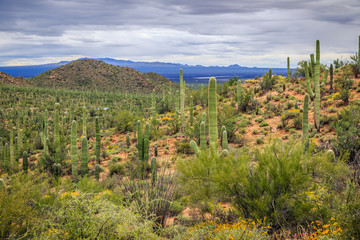 Fototapeta na wymiar Saguaro Cactus Fields, Saguaro National Park, Arizona