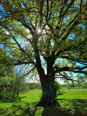 Fototapeta na wymiar Old oak in Schleswig-Holstein in Germany