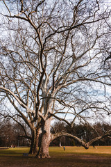 Old trees in the park of Margaret island