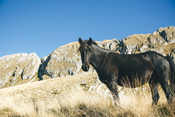 Portrait of a black stallion or horse on a background of hilly terrain and blue sky.